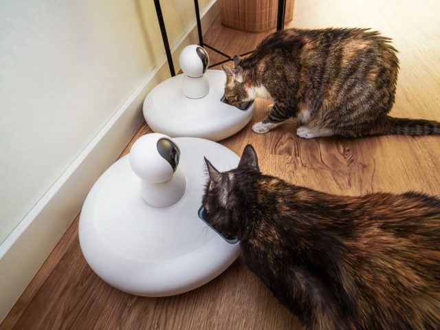 Automatiser la distribution de nourriture des animaux : guide pratique